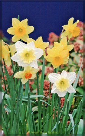 IMG_8783_outNarcisse_Mix