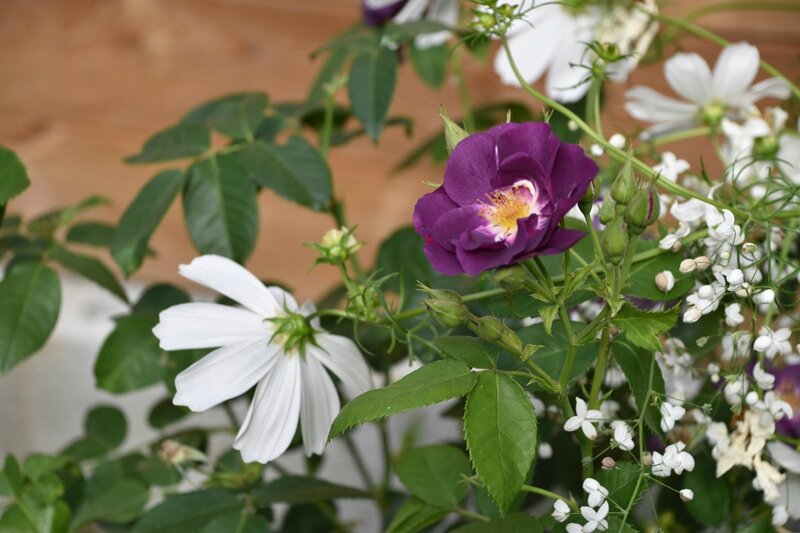 rosier rhapsody in blue + thalictrum splendide white