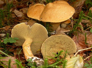 Bolet_des_bouviers4