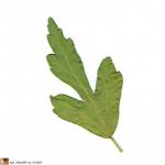 Feuille de l'Hibiscus
