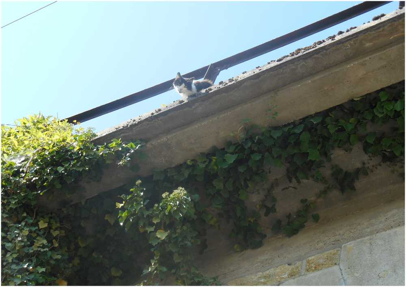 chat