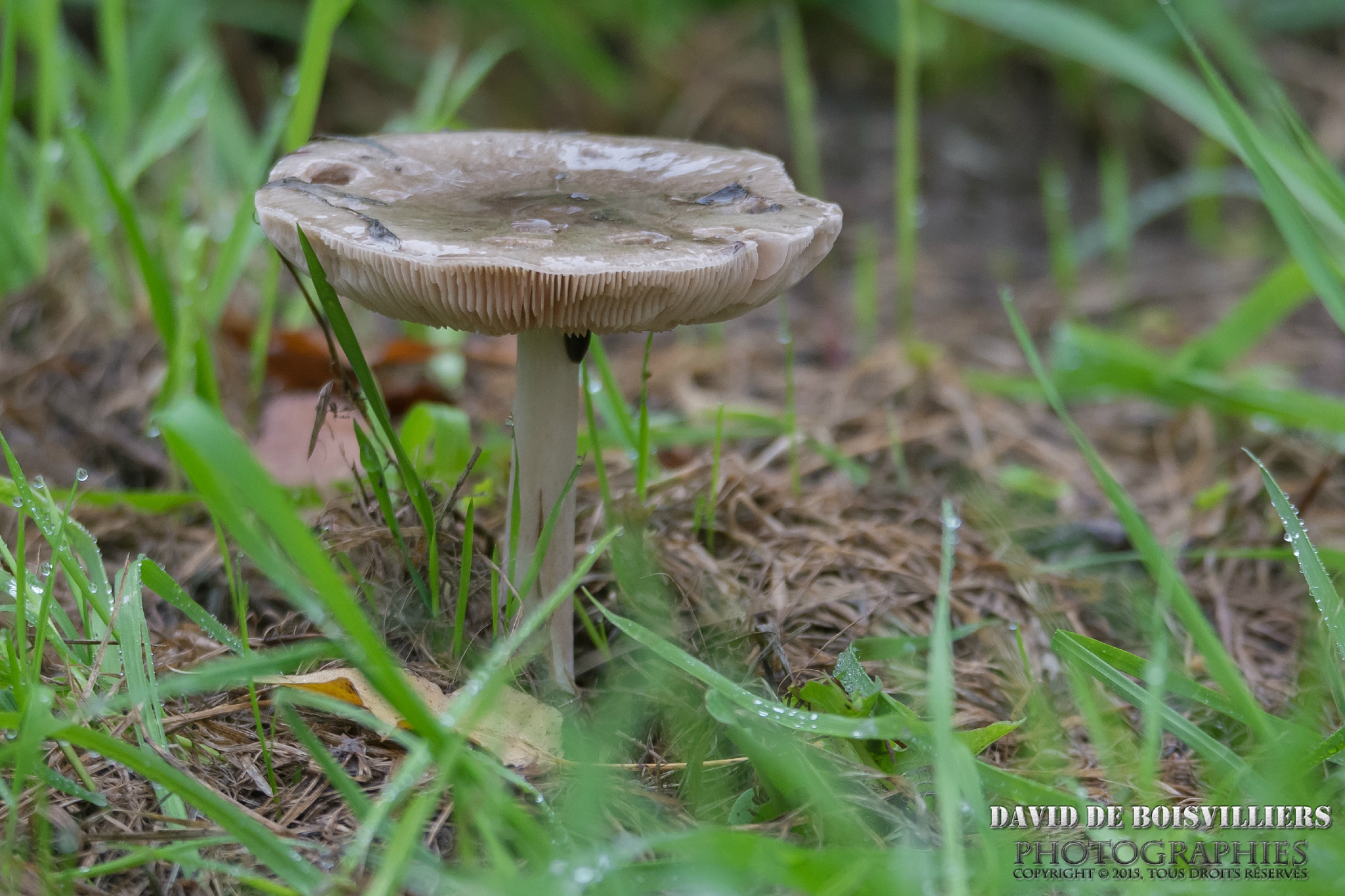 2015-10-22_DSC_6089_NIKON D7100_ISO 1250_300 mm_150