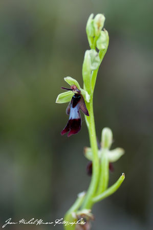 2012_05_07_Ophrys_insectifera_03