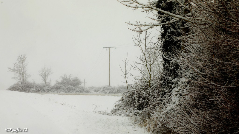 Photos JMP©Koufra 12 - Cornus - Neige - 28012019 - 0047