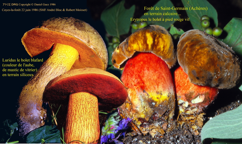 Boletus_luridus_erythropus_montage_1986