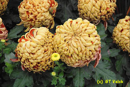 chrysantheme