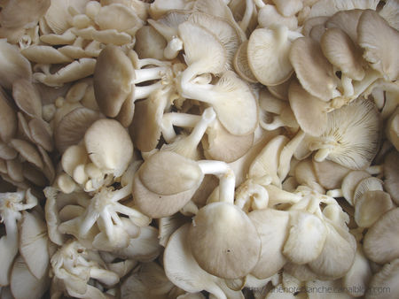 champignons