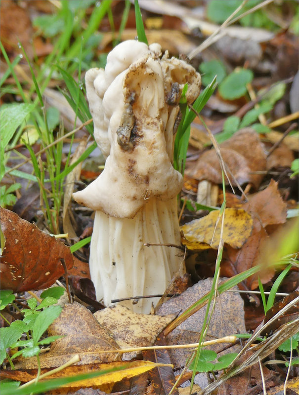 Champignons blancs 241122 5 ym