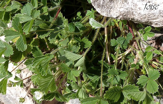 tiges pétioles et pédicelles couverts de poils mous étalés