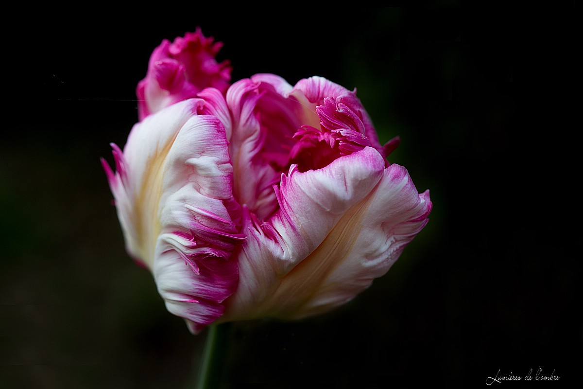 wb_Tulipe bouton_20200410_7374