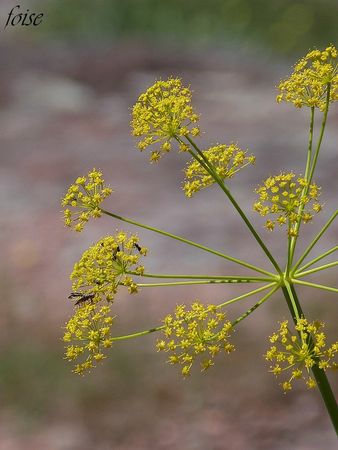 large ombelle 12 rayons