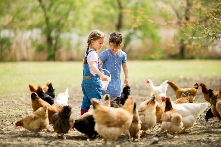 32731354-deux-petites-filles-d-alimentation-des-poulets