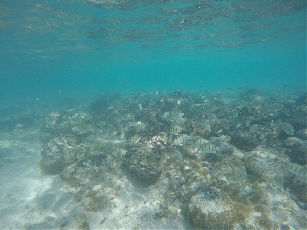 Madagascar Nosy Iranja banc de poissons rayés
