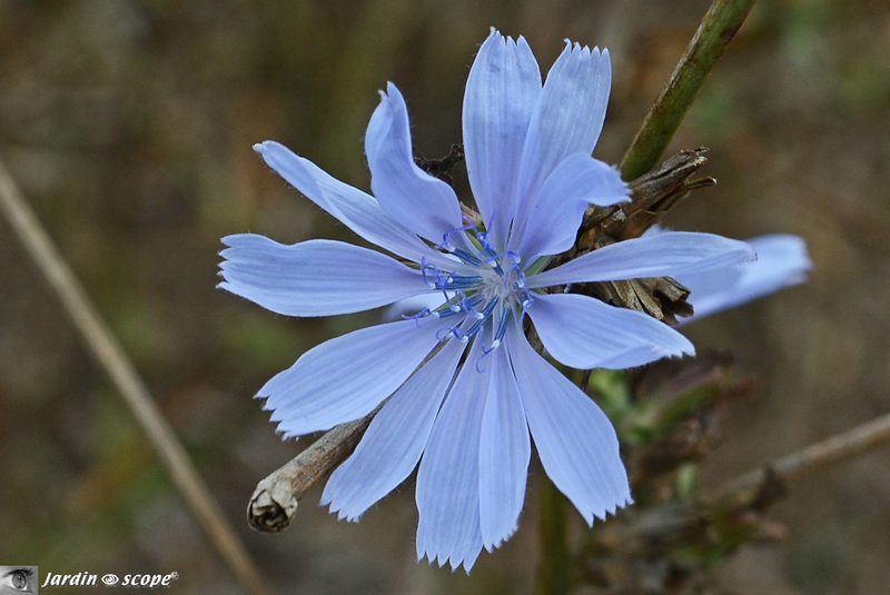 Chicorée sauvage • Cichorium intybus • Asteraceae