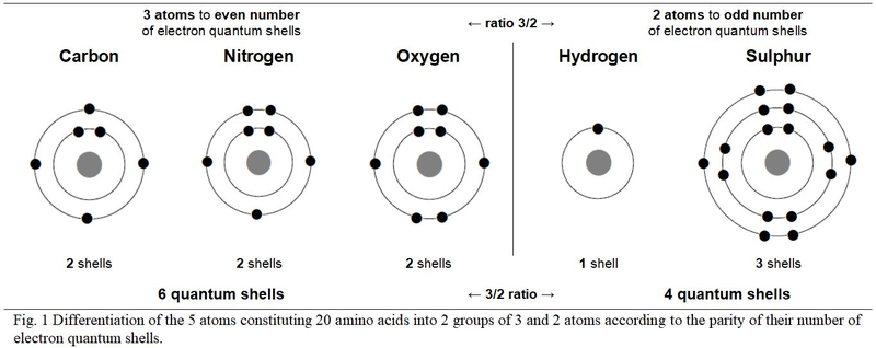 the 5 atoms constituting 20 amino acids