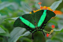 Machaon emeraude sur fleurs
