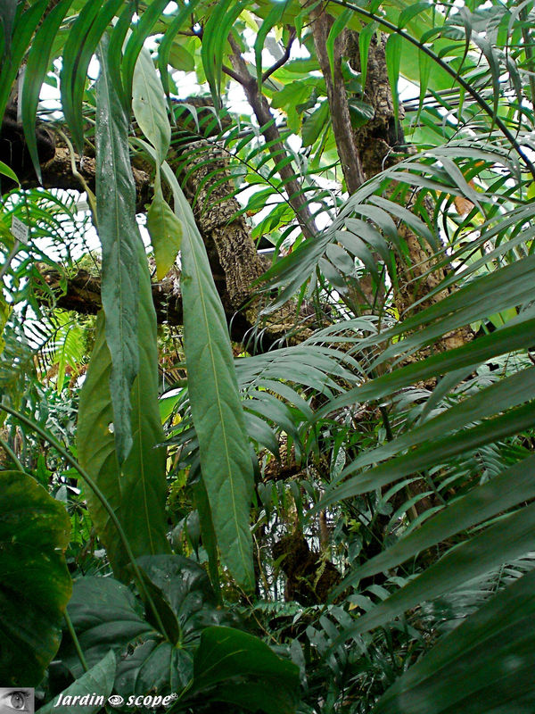 CIMG1417_Foret_tropique