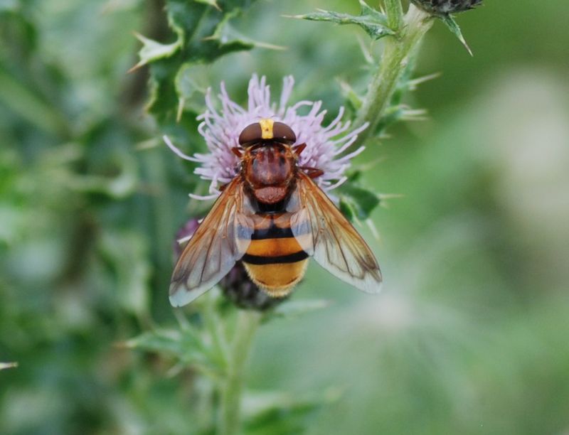 Volucelle zonée (Vollucella zonaria) sur cirse