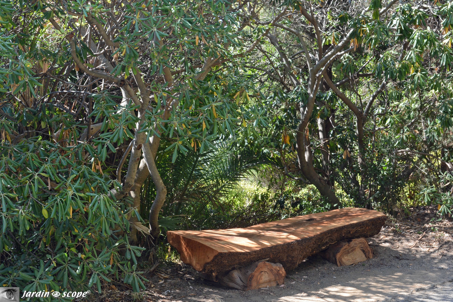 Banc tronc d'arbre au Domaine du Rayol dans le Var