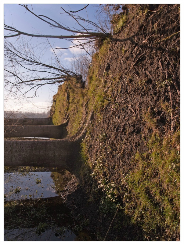 MPoit arbres couches matin 0201314 2