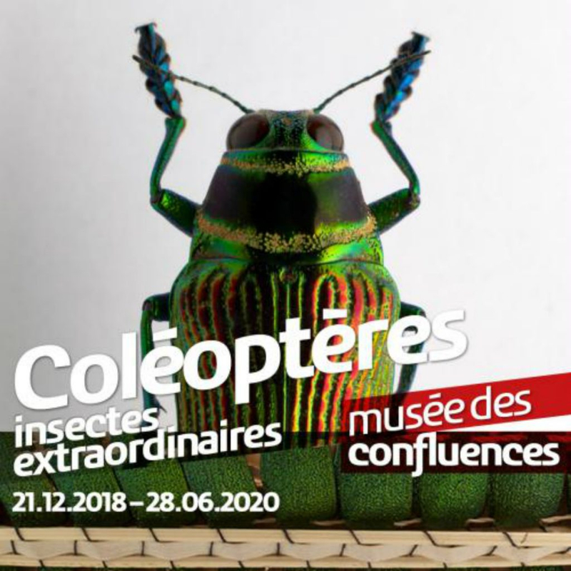 coleopteres-1024x1024