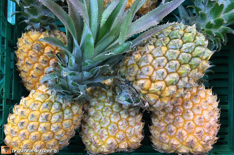 Ananas Victoria