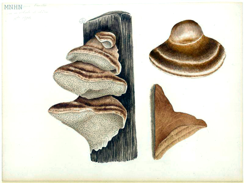 173 Polyporus hirsutus Inonotus h