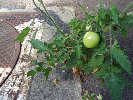 Tomates2