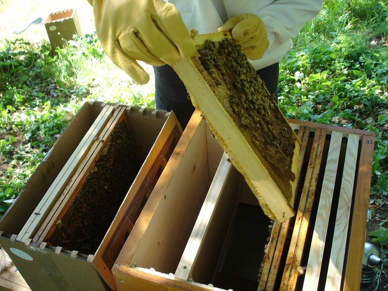 14-Entre 3 et 5000 abeilles par ruchette