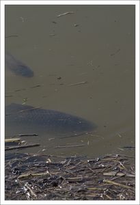 Aiguillon_inondation_poissons_mais_280210