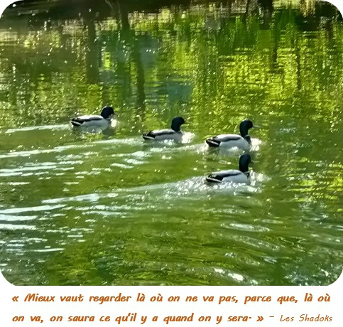 Quartier Drouot -Canards