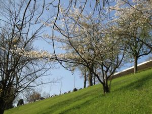Rosengarten (22)
