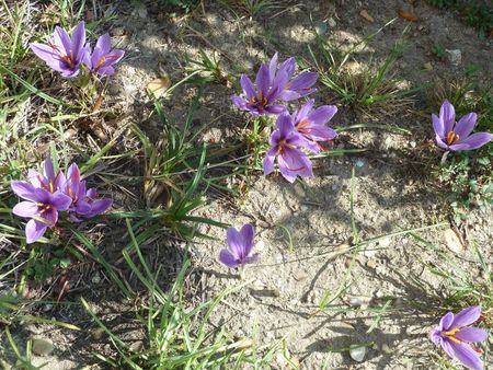 Crocus1