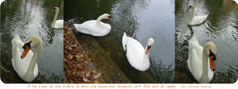 Quartier Drouot - Cygnes