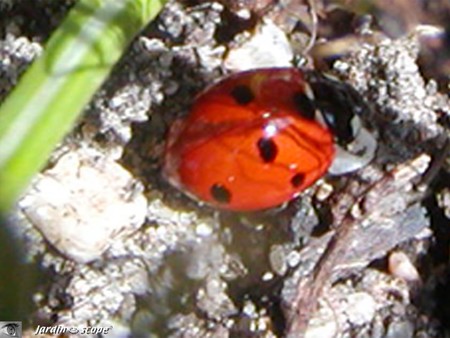 Coccinelle