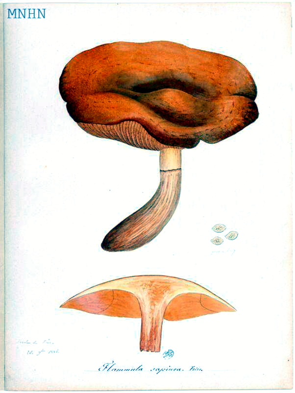 91 Flammula sapinea Gymnopilus sapineus
