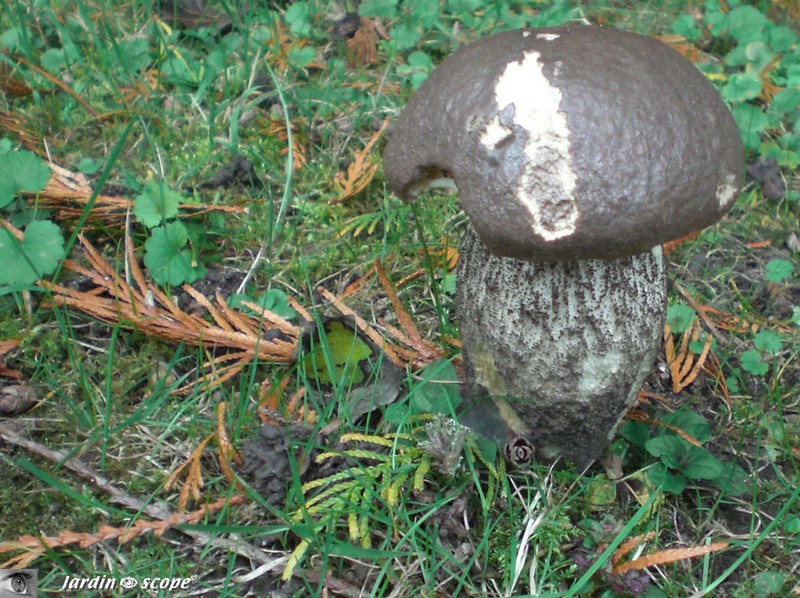 Bolet rude à variété noire • Leccinum scabrum