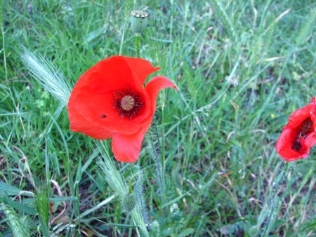 coquelicots3