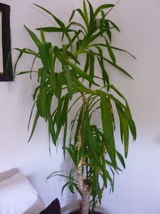 yucca_001