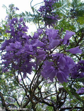9081_Jacaranda