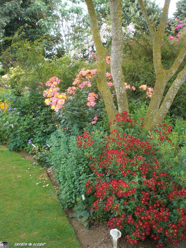 Rosier 'Tapis rouge' (Photo juin 2009)