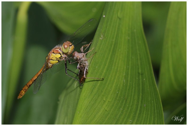 symp-striola-23-14