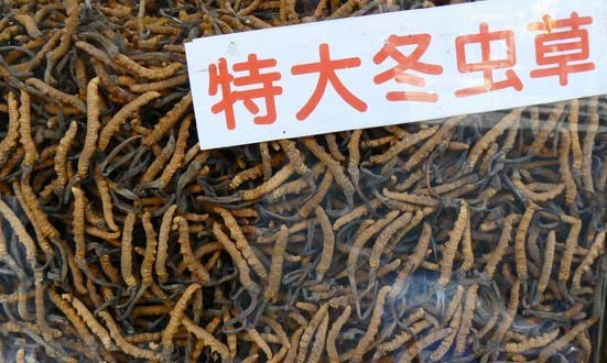 cordyceps