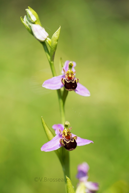 orchis-abeille-16-01