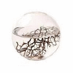 ecosphere