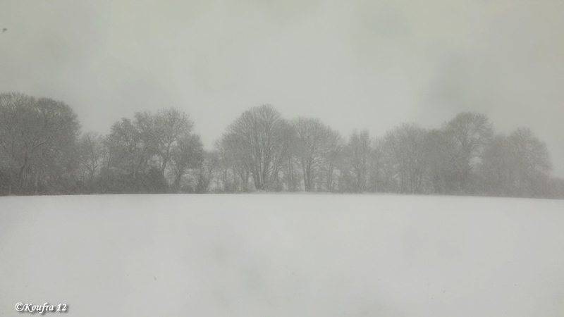 Photos JMP©Koufra 12 - Cornus - Neige - 28012019 - 0044
