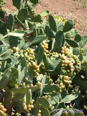 recettes Figue de barbarie ou chumbo ou fico d’india et recette bonus salade de fin dété aux figues de barbarie