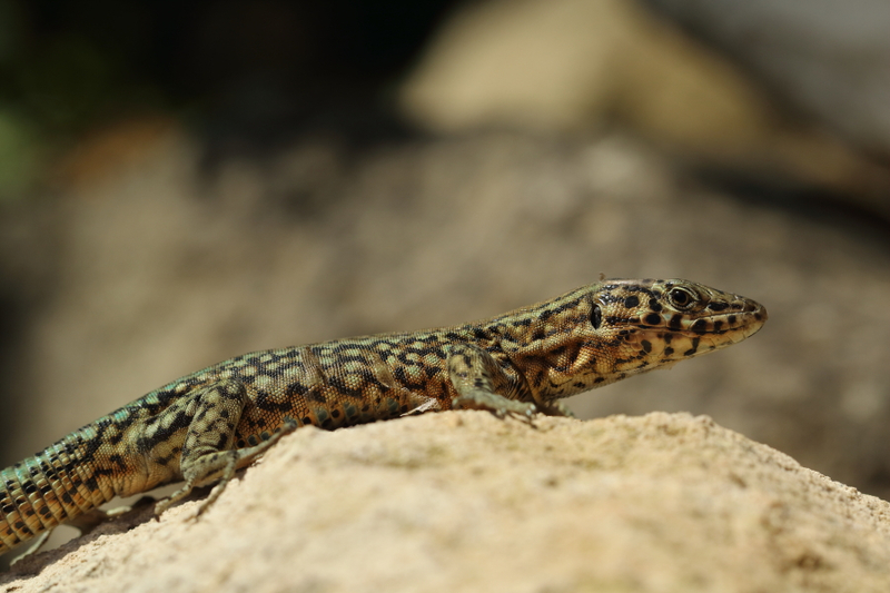 Podarcis lilfordi balearicus