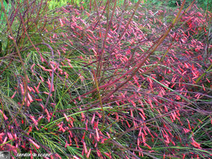 8902_Russelia_equisetiformis