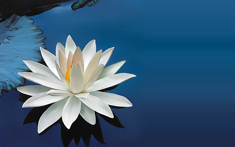 lotus-desktop-wallpapers_11141255_70